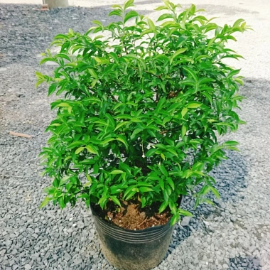 Cây Mai Chiếu Thuỷ 50-80cm - Cây Cảnh Phong Thủy May Mắn Trang Trí Nhà & Vườn