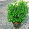 Cây Mai Chiếu Thuỷ 50-80cm - Cây Cảnh Phong Thủy May Mắn Trang Trí Nhà & Vườn 3