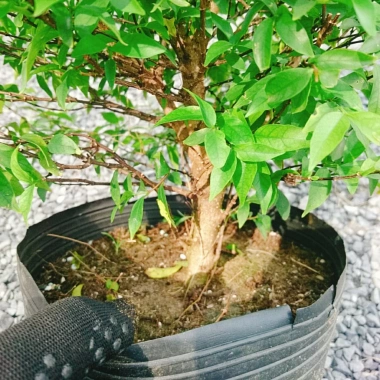 Cây Mai Chiếu Thuỷ 50-80cm - Cây Cảnh Phong Thủy May Mắn Trang Trí Nhà & Vườn