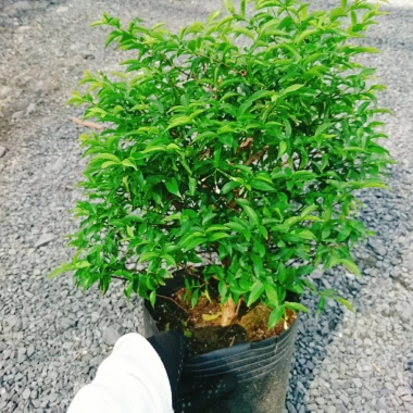 Cây Mai Chiếu Thuỷ 50-80cm - Cây Cảnh Phong Thủy May Mắn Trang Trí Nhà & Vườn