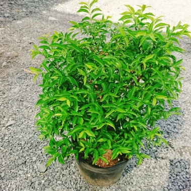 Cây Mai Chiếu Thuỷ 50-80cm - Cây Cảnh Phong Thủy May Mắn Trang Trí Nhà & Vườn