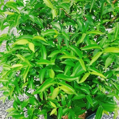 Cây Mai Chiếu Thuỷ 50-80cm - Cây Cảnh Phong Thủy May Mắn Trang Trí Nhà & Vườn