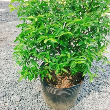 Cây Mai Chiếu Thuỷ 50-80cm - Cây Cảnh Phong Thủy May Mắn Trang Trí Nhà & Vườn