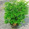Cây Mai Chiếu Thuỷ 50-80cm - Cây Cảnh Phong Thủy May Mắn Trang Trí Nhà & Vườn 9