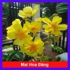 Cây Mai Hoa Đăng phong thủy - Hoa vàng rực rỡ, may mắn, giảm giá 150.000đ (Giá gốc 181.500đ)