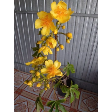 Cây Mai Hoa Đăng phong thủy - Hoa vàng rực rỡ, may mắn, giảm giá 150.000đ (Giá gốc 181.500đ) 5 Cây Mai Hoa Đăng phong thủy - Hoa vàng rực rỡ, may mắn, giảm giá 150.000đ (Giá gốc 181.500đ) 5
