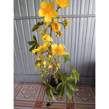 Cây Mai Hoa Đăng phong thủy - Hoa vàng rực rỡ, may mắn, giảm giá 150.000đ (Giá gốc 181.500đ) 7 Cây Mai Hoa Đăng phong thủy - Hoa vàng rực rỡ, may mắn, giảm giá 150.000đ (Giá gốc 181.500đ) 7