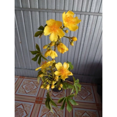 Cây Mai Hoa Đăng phong thủy - Hoa vàng rực rỡ, may mắn, giảm giá 150.000đ (Giá gốc 181.500đ) 8 Cây Mai Hoa Đăng phong thủy - Hoa vàng rực rỡ, may mắn, giảm giá 150.000đ (Giá gốc 181.500đ) 8