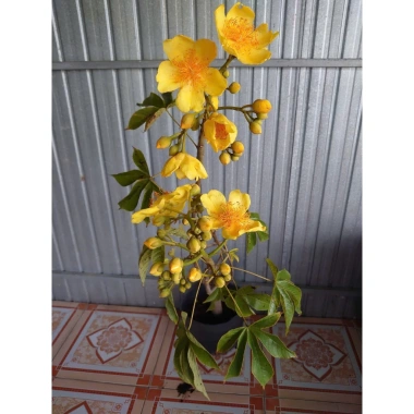 Cây Mai Hoa Đăng phong thủy - Hoa vàng rực rỡ, may mắn, giảm giá 150.000đ (Giá gốc 181.500đ) 9 Cây Mai Hoa Đăng phong thủy - Hoa vàng rực rỡ, may mắn, giảm giá 150.000đ (Giá gốc 181.500đ) 9
