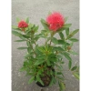 Cây Mai Thái Đỏ chậu size lớn, đang hoa nụ, màu sắc rực rỡ - Giá chỉ 75.000đ 2