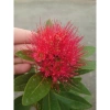 Cây Mai Thái Đỏ chậu size lớn, đang hoa nụ, màu sắc rực rỡ - Giá chỉ 75.000đ 4