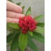 Cây Mai Thái Đỏ chậu size lớn, đang hoa nụ, màu sắc rực rỡ - Giá chỉ 75.000đ 5