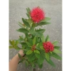 Cây Mai Thái Đỏ chậu size lớn, đang hoa nụ, màu sắc rực rỡ - Giá chỉ 75.000đ 6