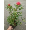 Cây Mai Thái Đỏ chậu size lớn, đang hoa nụ, màu sắc rực rỡ - Giá chỉ 75.000đ 7