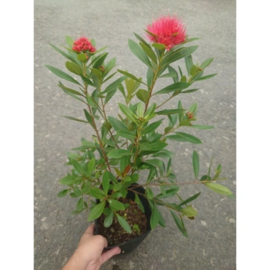 Cây Mai Thái Đỏ chậu size lớn, đang hoa nụ, màu sắc rực rỡ - Giá chỉ 75.000đ 7