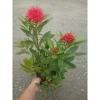 Cây Mai Thái Đỏ chậu size lớn, đang hoa nụ, màu sắc rực rỡ - Giá chỉ 75.000đ 8