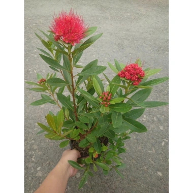 Cây Mai Thái Đỏ chậu size lớn, đang hoa nụ, màu sắc rực rỡ - Giá chỉ 75.000đ 8