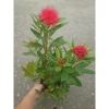 Cây Mai Thái Đỏ chậu size lớn, đang hoa nụ, màu sắc rực rỡ - Giá chỉ 75.000đ 9