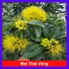 Cây Mai Thái Vàng 20-30cm Thân Gỗ, Trồng sân vườn biệt thự, Giá ưu đãi 65.000₫