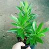 Cây Mai Thái Vàng 20-30cm Thân Gỗ, Trồng sân vườn biệt thự, Giá ưu đãi 65.000₫ 2