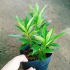 Cây Mai Thái Vàng 20-30cm Thân Gỗ, Trồng sân vườn biệt thự, Giá ưu đãi 65.000₫ 3