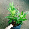 Cây Mai Thái Vàng 20-30cm Thân Gỗ, Trồng sân vườn biệt thự, Giá ưu đãi 65.000₫ 4