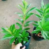 Cây Mai Thái Vàng 20-30cm Thân Gỗ, Trồng sân vườn biệt thự, Giá ưu đãi 65.000₫ 5
