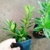 Cây Mai Thái Vàng 20-30cm Thân Gỗ, Trồng sân vườn biệt thự, Giá ưu đãi 65.000₫ 6