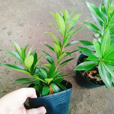 Cây Mai Thái Vàng 20-30cm Thân Gỗ, Trồng sân vườn biệt thự, Giá ưu đãi 65.000₫ 6