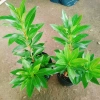 Cây Mai Thái Vàng 20-30cm Thân Gỗ, Trồng sân vườn biệt thự, Giá ưu đãi 65.000₫ 7