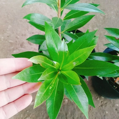 Cây Mai Thái Vàng 20-30cm Thân Gỗ, Trồng sân vườn biệt thự, Giá ưu đãi 65.000₫ 8