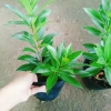 Cây Mai Thái Vàng 20-30cm Thân Gỗ, Trồng sân vườn biệt thự, Giá ưu đãi 65.000₫ 9