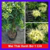 Cây Mai Thái Xanh Bơ 1 cốt 3 năm, cao 80-120cm, chậu lớn, đang hoa/nụ – 65.000 VND