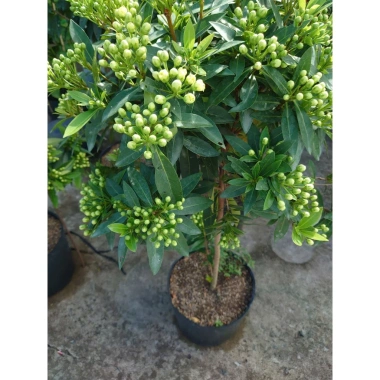 Cây Mai Thái Xanh Bơ 1 cốt 3 năm, cao 80-120cm, chậu lớn, đang hoa/nụ – 65.000 VND 2