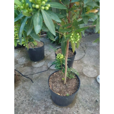 Cây Mai Thái Xanh Bơ 1 cốt 3 năm, cao 80-120cm, chậu lớn, đang hoa/nụ – 65.000 VND 3