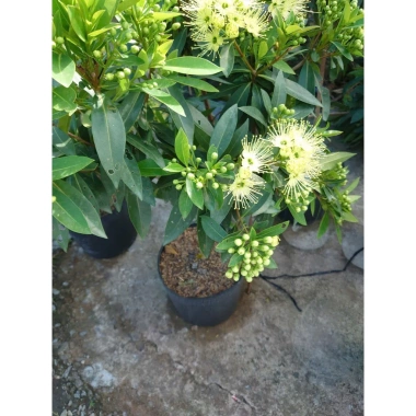 Cây Mai Thái Xanh Bơ 1 cốt 3 năm, cao 80-120cm, chậu lớn, đang hoa/nụ – 65.000 VND 6