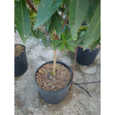 Cây Mai Thái Xanh Bơ 1 cốt 3 năm, cao 80-120cm, chậu lớn, đang hoa/nụ – 65.000 VND 7