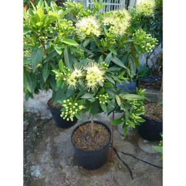 Cây Mai Thái Xanh Bơ 1 cốt 3 năm, cao 80-120cm, chậu lớn, đang hoa/nụ – 65.000 VND 8