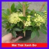 Cây Mai Thái Xanh Bơ 1 cốt 3 năm, cao 80-120cm, chậu lớn, đang hoa/nụ – 65.000 VND 10