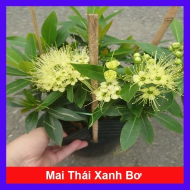 Cây Mai Thái Xanh Bơ 1 cốt 3 năm, cao 80-120cm, chậu lớn, đang hoa/nụ – 65.000 VND 10