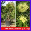 Cây Mai Thái Xanh Bơ cổ thụ 3 năm, size lớn 80-120cm, đang hoa, giá ưu đãi 280k
