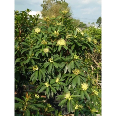 Cây Mai Thái Xanh Bơ cổ thụ 3 năm, size lớn 80-120cm, đang hoa, giá ưu đãi 280k 2