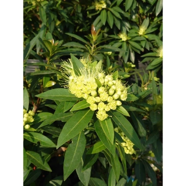 Cây Mai Thái Xanh Bơ cổ thụ 3 năm, size lớn 80-120cm, đang hoa, giá ưu đãi 280k 6