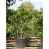 Cây Mai Thái Xanh Bơ cổ thụ 3 năm, size lớn 80-120cm, đang hoa, giá ưu đãi 280k 7