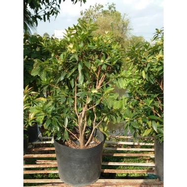 Cây Mai Thái Xanh Bơ cổ thụ 3 năm, size lớn 80-120cm, đang hoa, giá ưu đãi 280k 7