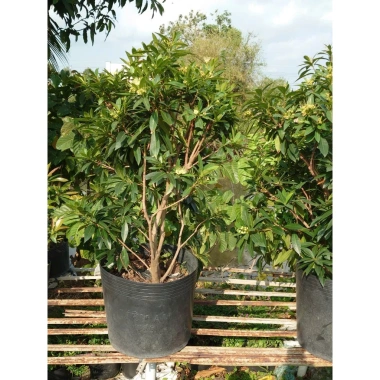 Cây Mai Thái Xanh Bơ cổ thụ 3 năm, size lớn 80-120cm, đang hoa, giá ưu đãi 280k 9
