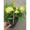 Cây Mai Thái Xanh bơ size lớn trong chậu Đang nở hoa giá ưu đãi 65.000đ 3