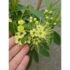 Cây Mai Thái Xanh bơ size lớn trong chậu Đang nở hoa giá ưu đãi 65.000đ 4