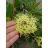 Cây Mai Thái Xanh bơ size lớn trong chậu Đang nở hoa giá ưu đãi 65.000đ 5