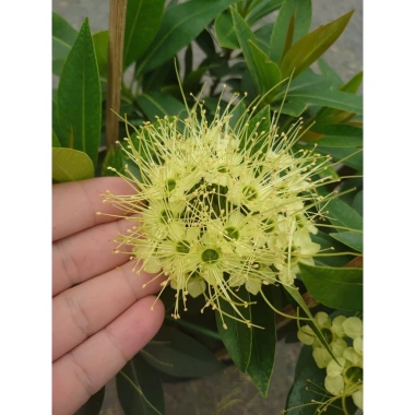 Cây Mai Thái Xanh bơ size lớn trong chậu Đang nở hoa giá ưu đãi 65.000đ 5